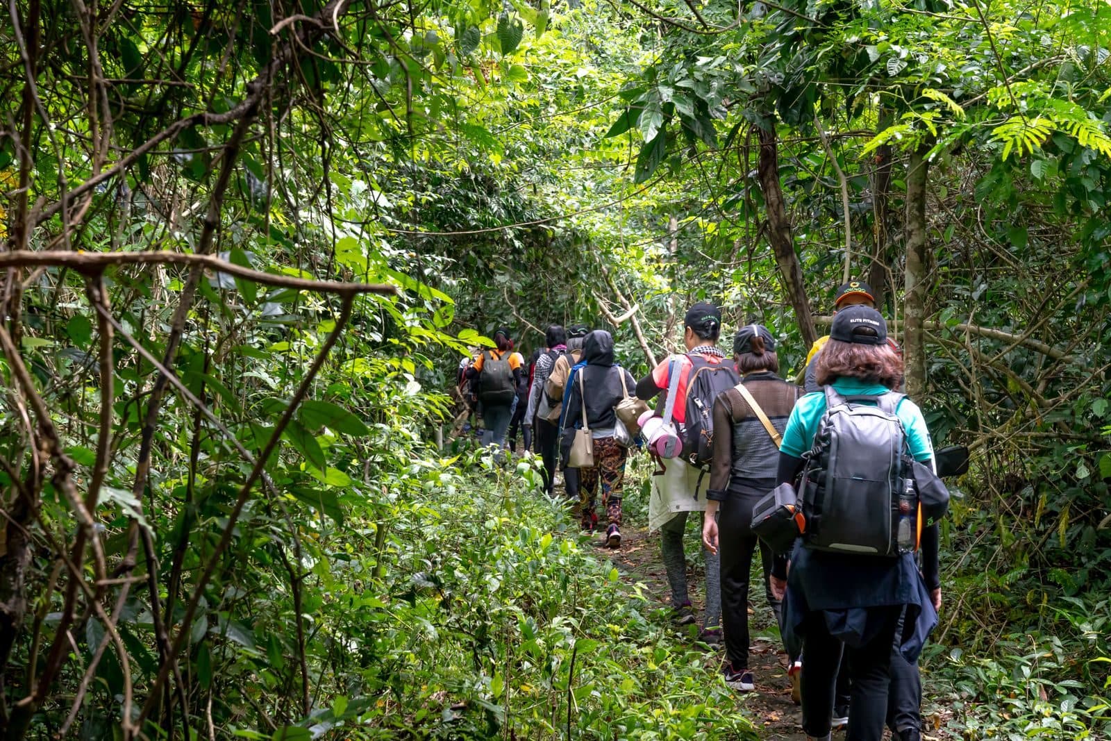 Un groupe de marcheurs avançant en file en pleine nature