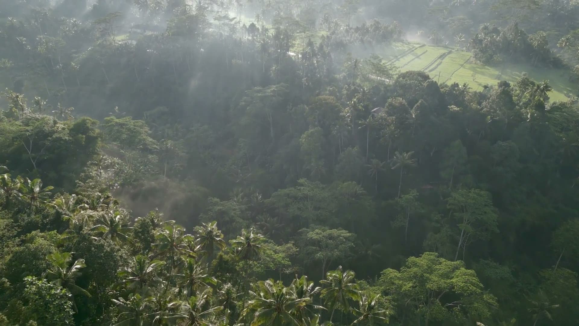 Canopée tropicale dans la brume, vue du ciel