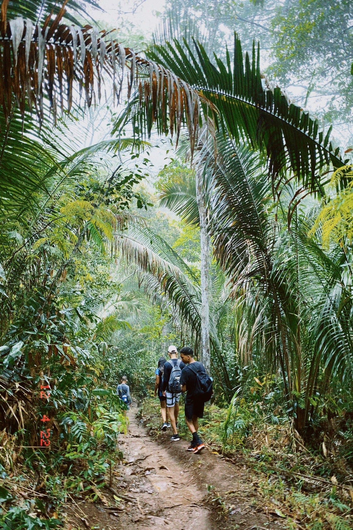 Des randonneurs en pleine nature tropicale brumeuse