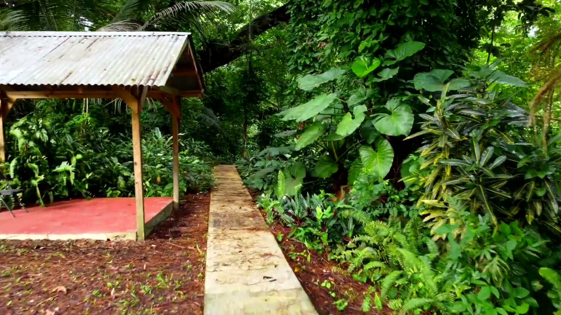 Un sentier dallé au milieu d'une nature tropicale luxuriante